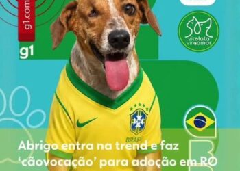 Abrigo de Rondônia entra em trend e faz 'cãovocação' para adoção em RO