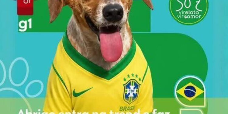 Abrigo de Rondônia entra em trend e faz 'cãovocação' para adoção em RO