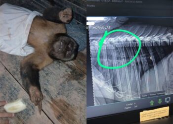 Macaco-prego morre após ser encontrado com coluna quebrada em RO