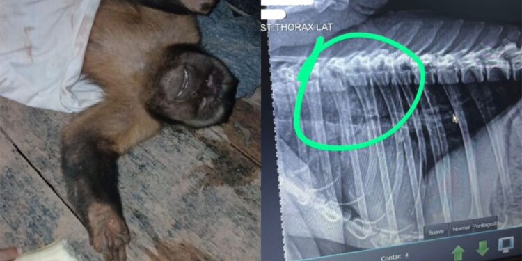 Macaco-prego morre após ser encontrado com coluna quebrada em RO