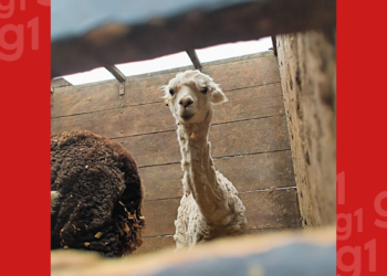 Lhamas apreendidas no Acre iriam para a Rondônia Rural Show