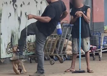 Homem é preso após ser filmado agredindo cachorro 'caramelo' em Porto Velho