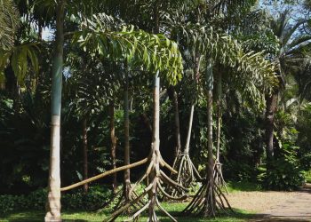 Planta que anda? Conheça a palmeira da Amazônia que parece se mover
