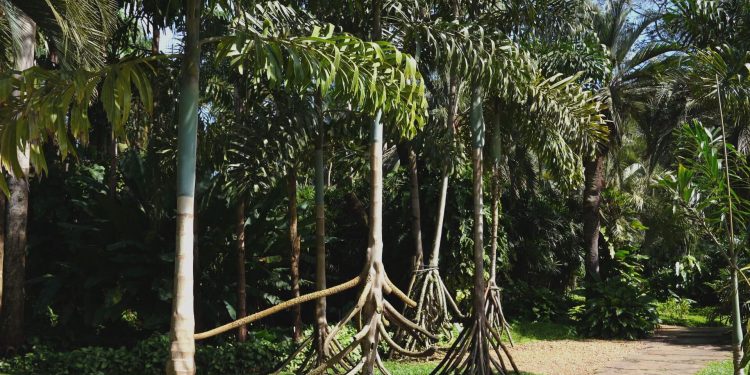 Planta que anda? Conheça a palmeira da Amazônia que parece se mover