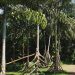 Planta que anda? Conheça a palmeira da Amazônia que parece se mover