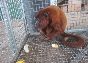 Mãe e filhote de macaco bugio são resgatados com sinais de descarga elétrica em RO