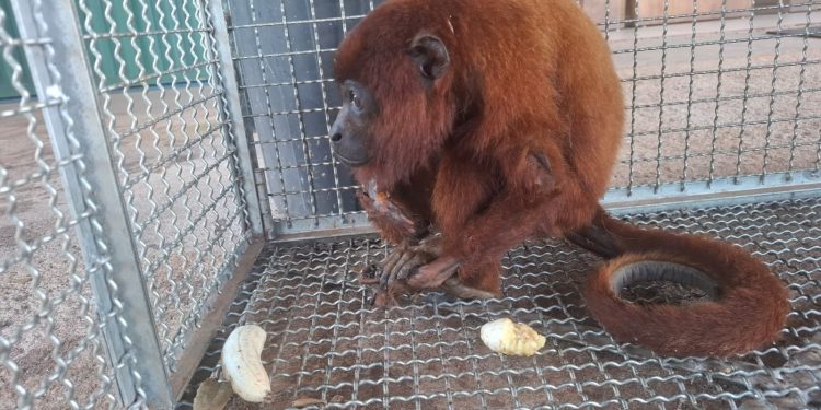 Mãe e filhote de macaco bugio são resgatados com sinais de descarga elétrica em RO