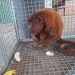 Mãe e filhote de macaco bugio são resgatados com sinais de descarga elétrica em RO